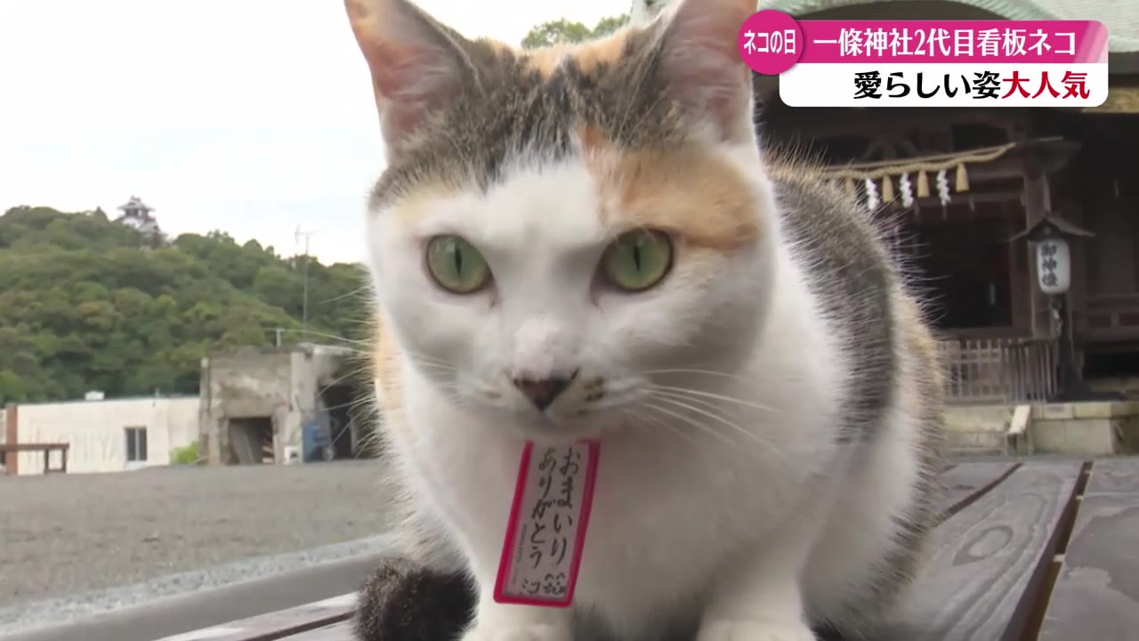 “猫の日” 四万十市・一條神社の看板猫 参拝客をお出迎え【高知】