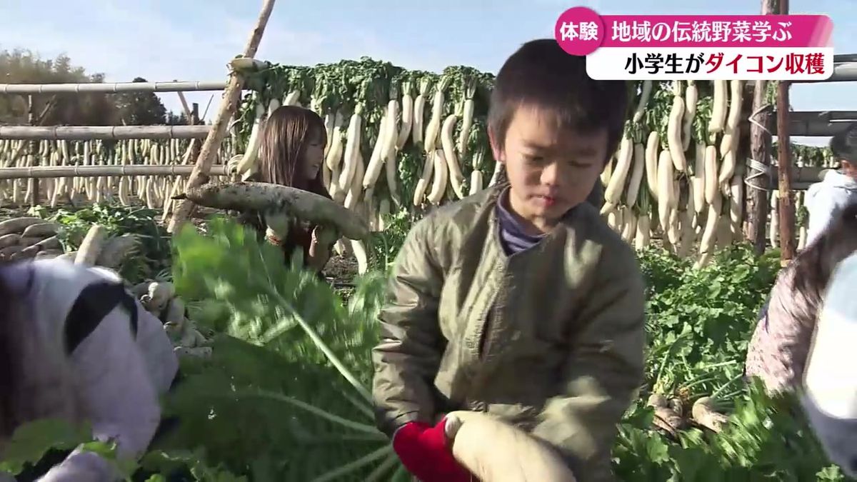 小学生が漬物用のダイコン収穫体験 伝統野菜学ぶ【高知】