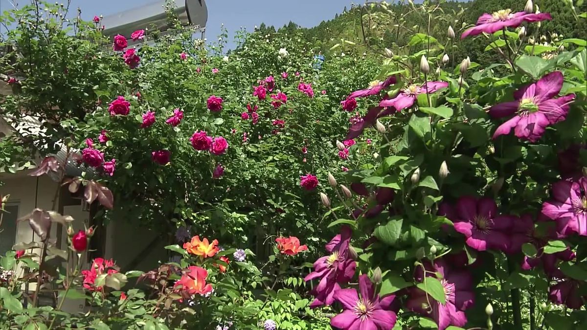 色とりどりのバラが咲き始める 個人宅を開放した“バラの園”が仁淀川町に【高知】
