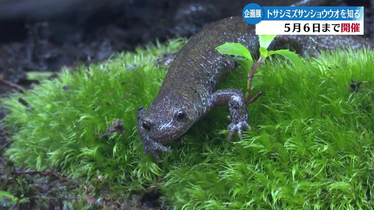 土佐清水市の天然記念物『トサシミズサンショウウオ』の生態や歴史を紹介【高知】