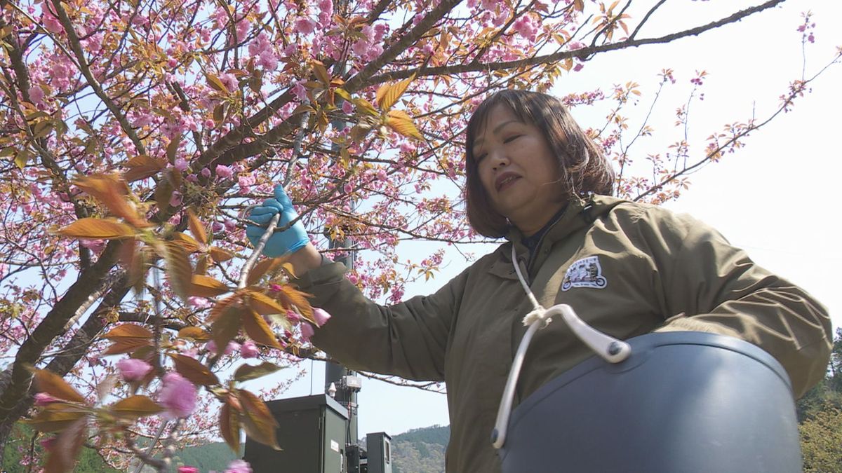 高知で輝く人を応援『キラッ人』（きらっと） サクラで地域を盛り上げようと奮闘する梼原町・中越孝子さん【高知】