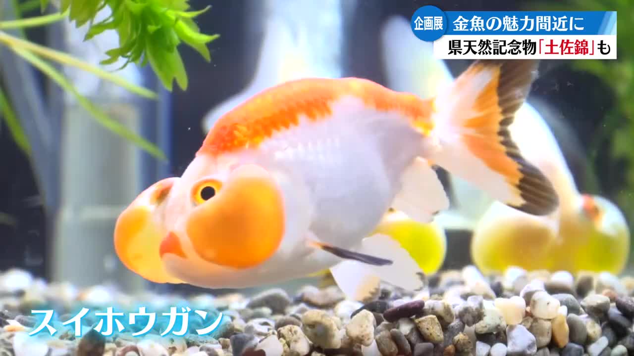 足摺海洋館SATOUMIで『金魚展』開催中【高知】（2026年8月6日掲載