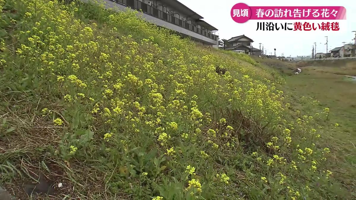 春の訪れを告げる 久万川沿いで菜の花が一斉に咲く【高知】