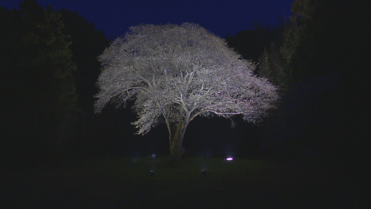 「幻想的で素敵」大月町の月光桜が見ごろに 闇夜に幻想的に浮かぶ 4月10日までライトアップ【高知】
