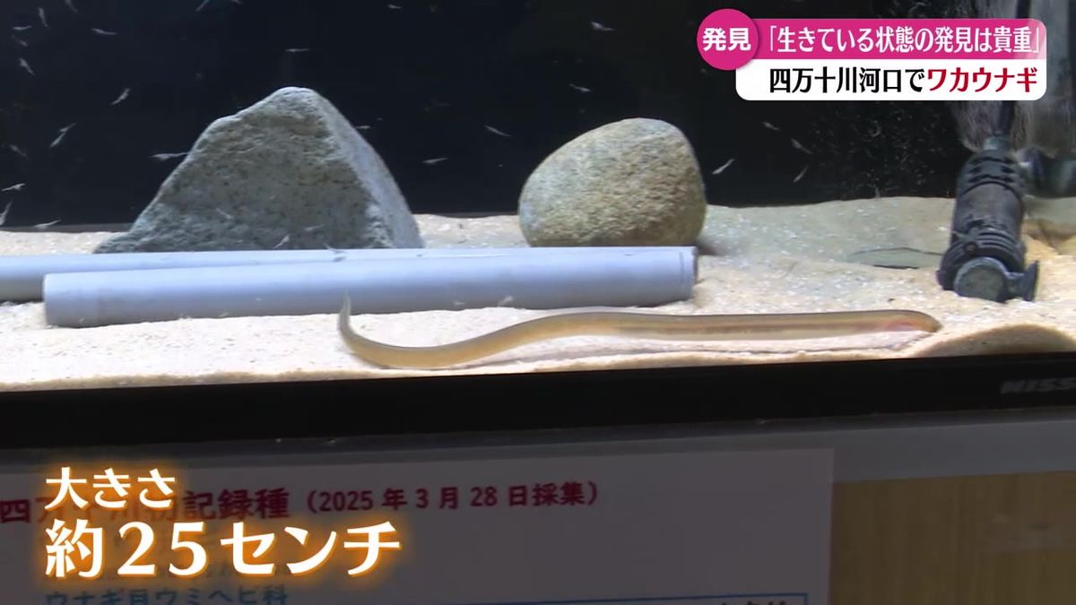 『変な魚がいた』生きている状態で見つかるのは非常に珍しい魚 ワカウナギ【高知】