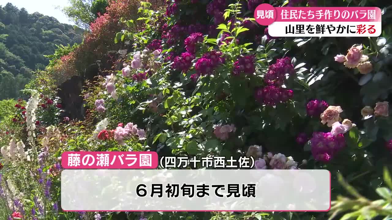 四万十市西土佐『藤の瀬バラ園』 約250種類・550株のバラが見頃【高知