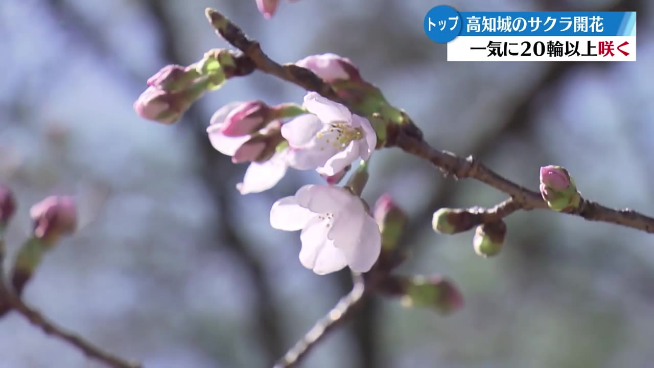 高知市でサクラ開花 ２年連続トップ  訪れた人「日本で最初に花見をした気持ちでうれしい」【高知】