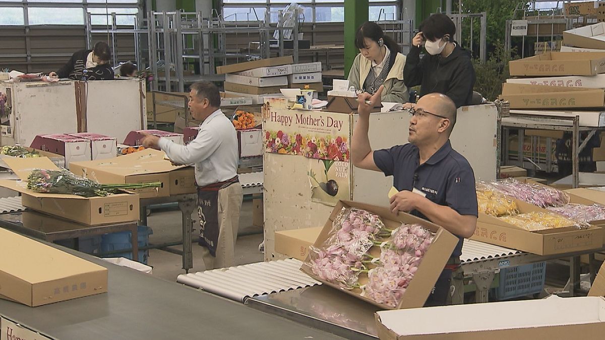 母の日前に花の競りピーク カーネーションは1週間で約8万本を出荷見込み バラやガーベラも人気【高知】