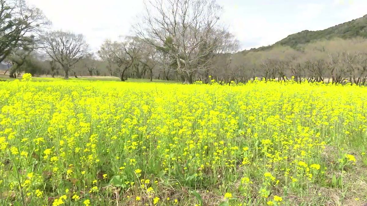 二十四節気の一つ『啓蟄』 四万十市で菜の花が咲き始める【高知】