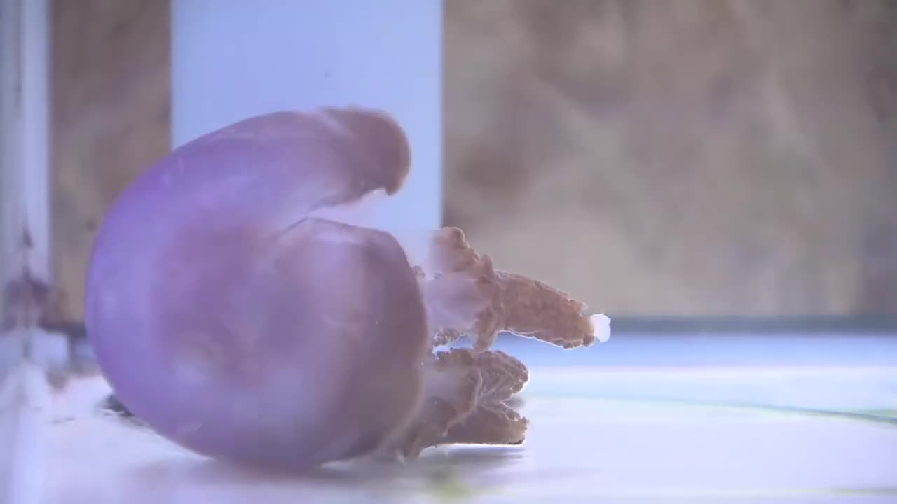 珍しい紫色のクラゲ》ムラサキクラゲ桂浜水族館で展示中【高知】（2026