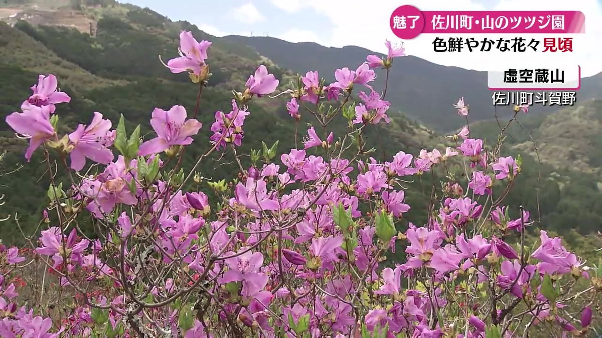 オンツツジやドウダンツツジ 佐川町の山で色鮮やかなツツジが見頃【高知】