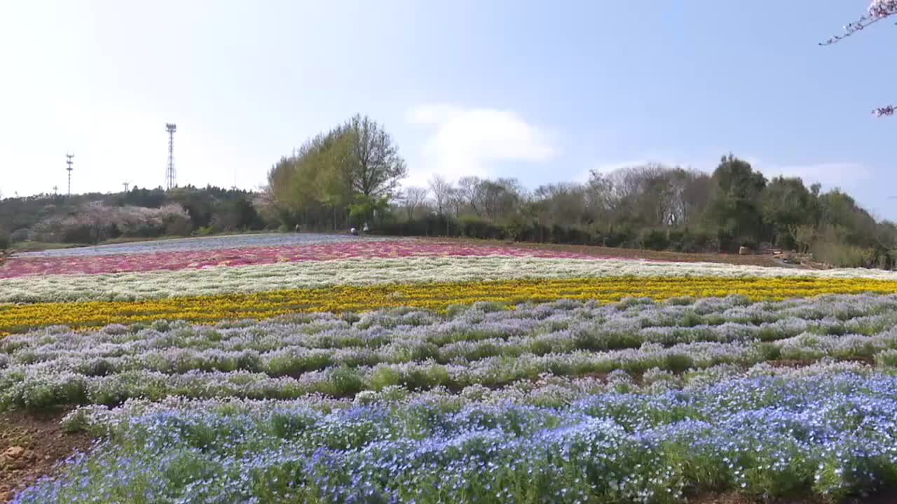 大月町に広大なお花畑》耕作放棄地が農園に 200種10万株の花々が見ごろ