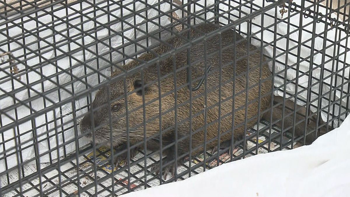 特定外来生物「ヌートリア」中島で捕獲 愛媛県内で初 草むらで住民が発見