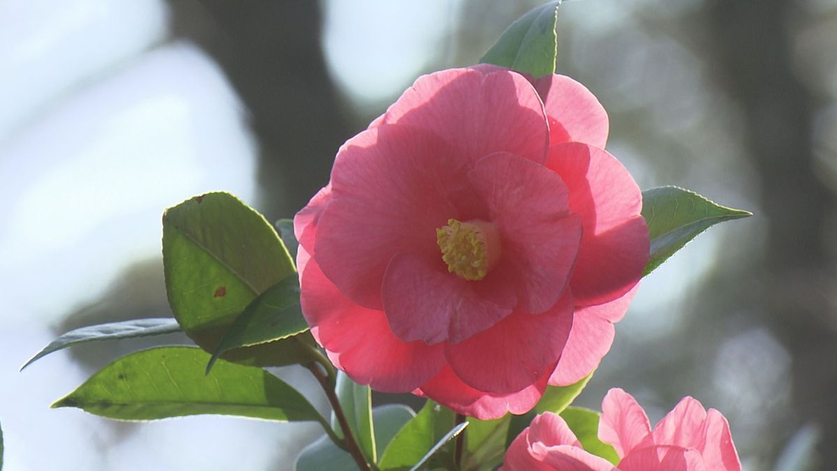 松山市の花「ツバキ」に親しんで 松山総合公園で市民向けガイドツアー