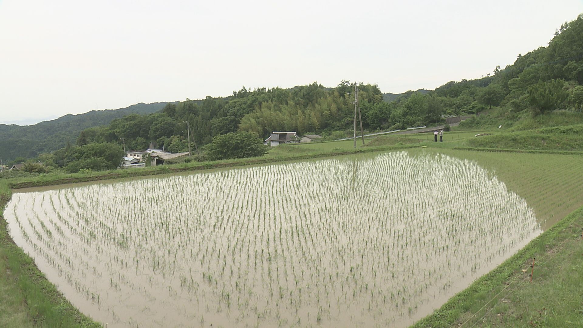 5キロ2000円程度」新たな備蓄米の放出発表…生産者が感じる「コメ増産へ