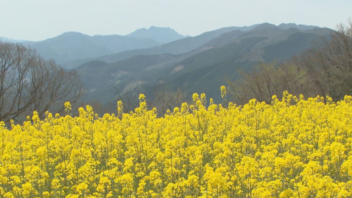 満開の菜の花！翠波高原「菜の花祭り」で春を満喫