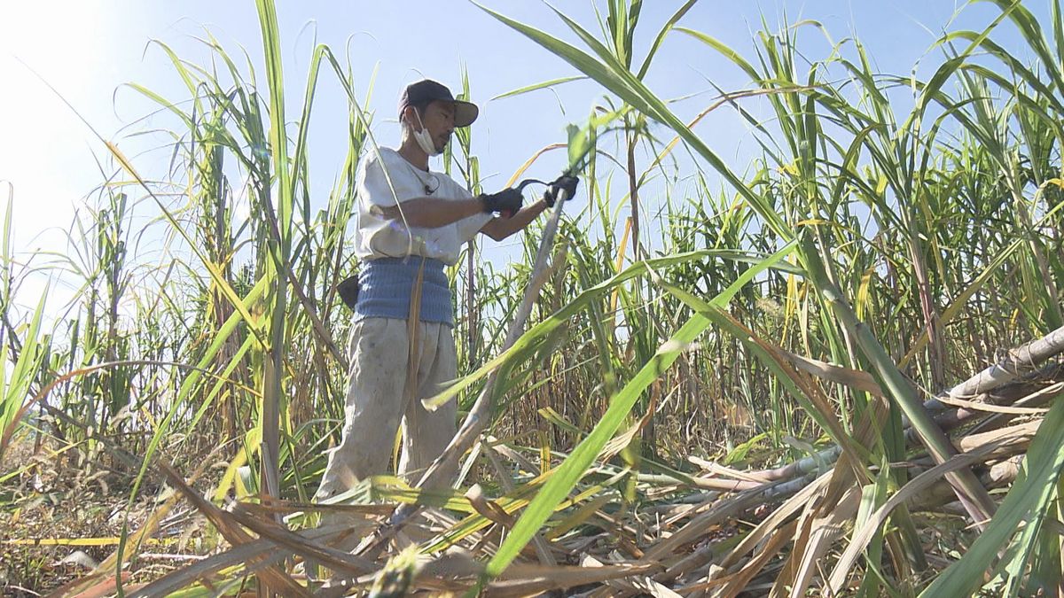 愛媛に移住し「サトウキビ」を無農薬栽培！昔ながらの“黒糖づくり”にこだわる農家の思い