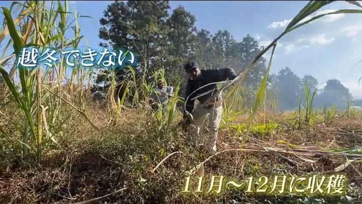 愛媛では11月から12月に収穫期を迎える