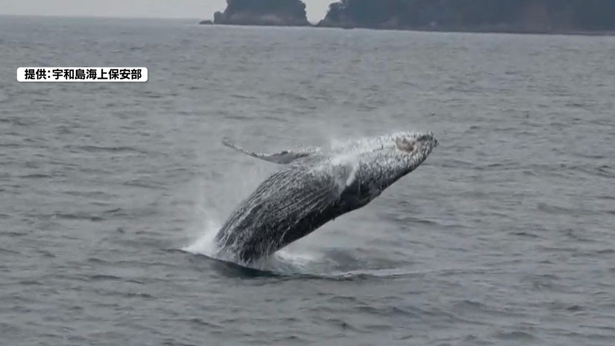 宇和海でクジラがジャンプ パトロール中の海保巡視艇が発見【愛媛】