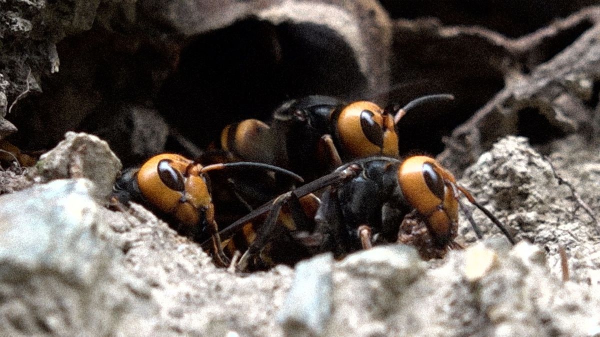 自宅の裏山に巨大な巣が！？スゴ腕ハンター「オオスズメバチ」の駆除現場に密着