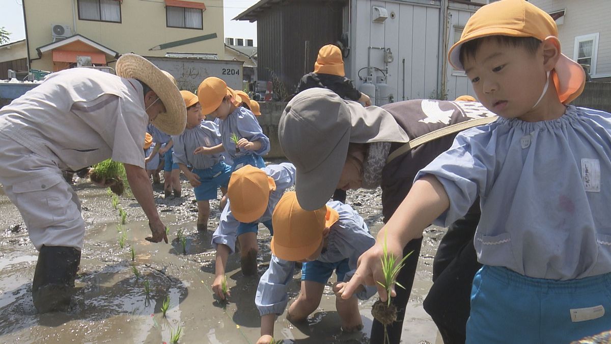 お米ができる過程を知って 松山市で園児たちが初めての「田植え」体験