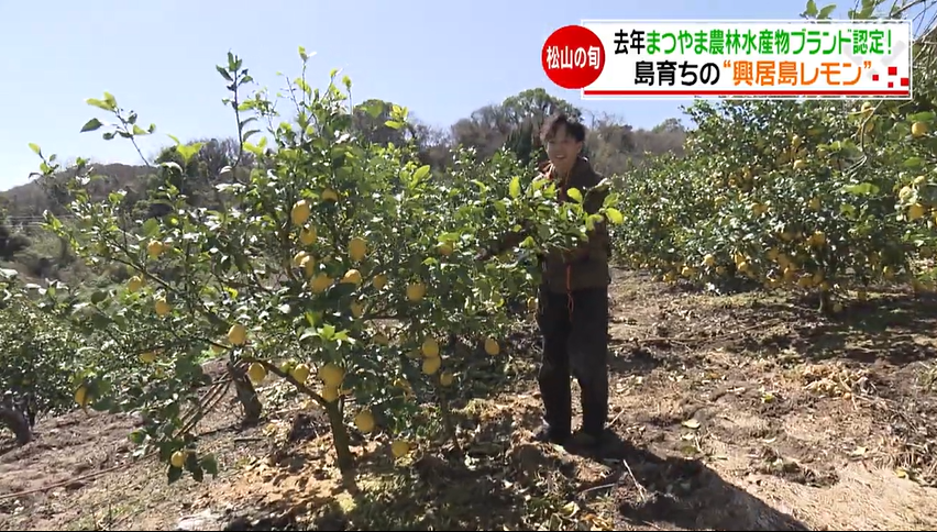 興居島レモンを栽培している山内捺暉さん