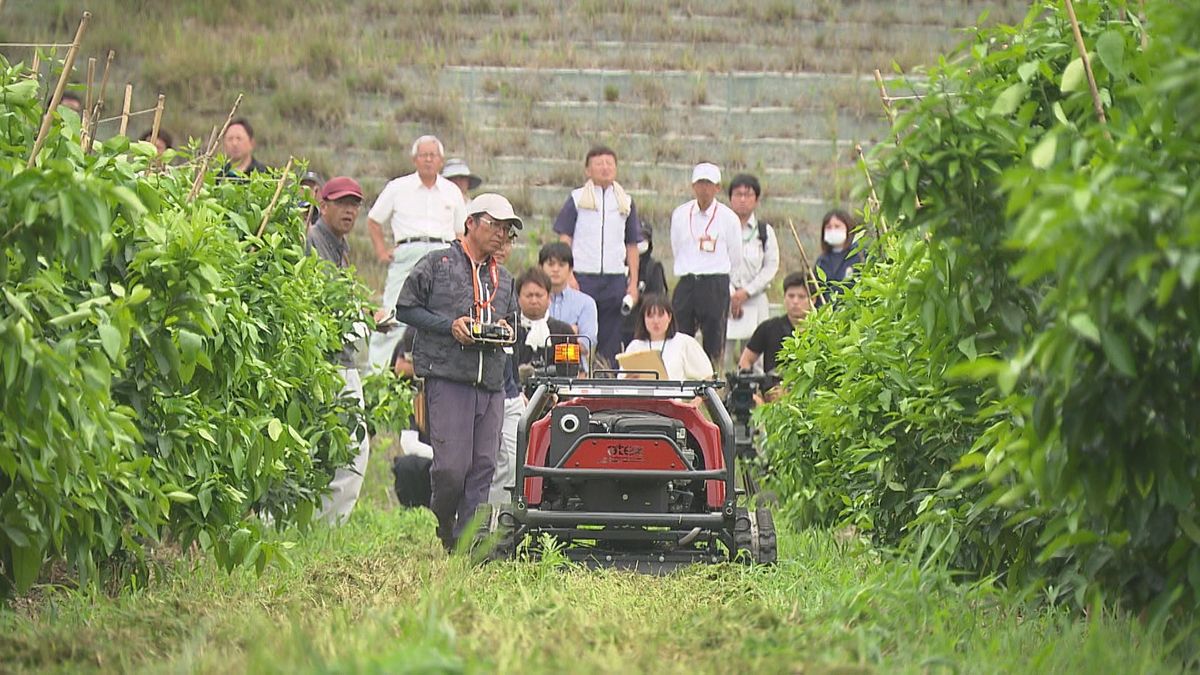 スマホで操作できるラジコン草刈機も登場 松山市で導入めざす「スマート農機」の実演会