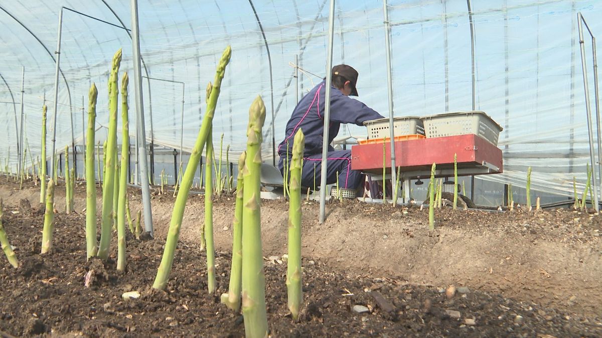 県内一のアスパラガス産地・西条市で“春芽”の収穫ピーク【愛媛】