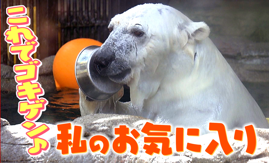 白くまピースが最近ハマっているものは！？とべZOOの動物たちの