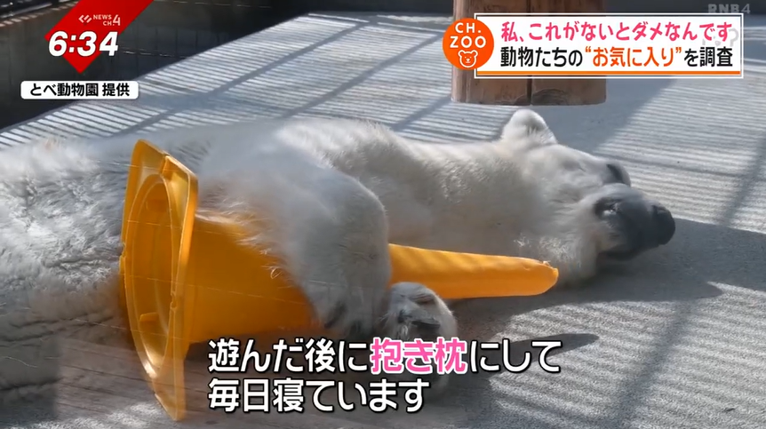 3ページ目 白くまピースが最近ハマっているものは！？とべZOOの動物