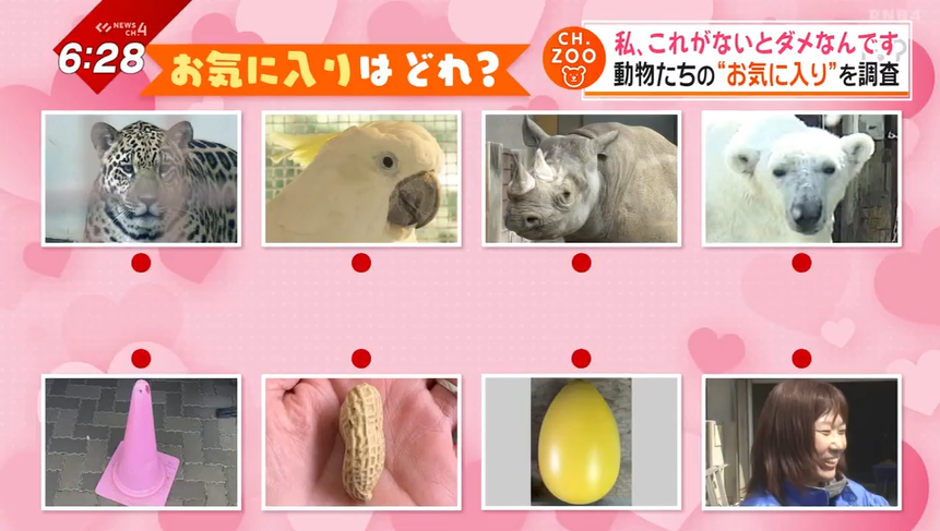 動物ホームのなぞ Learn Where Animals Live | Animal Homes Activity Puzzle | Learning