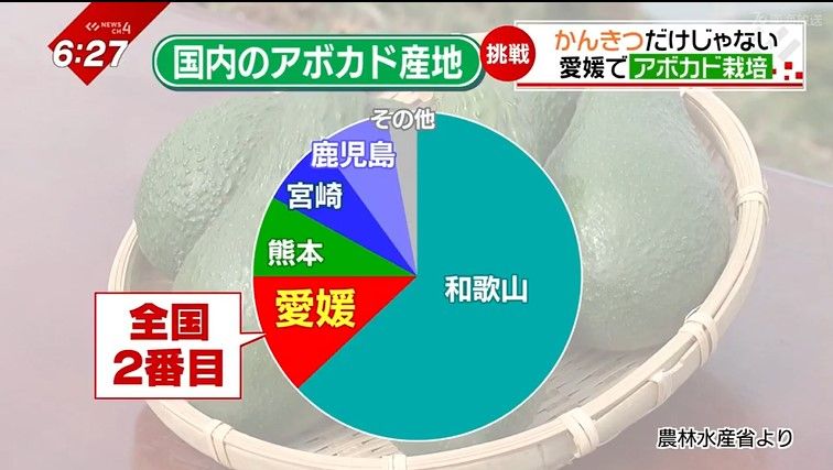 愛媛県は和歌山県に次いで全国2番目のアボカド産地に