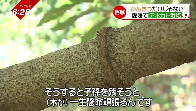 「環状剥皮」と呼ばれる技法