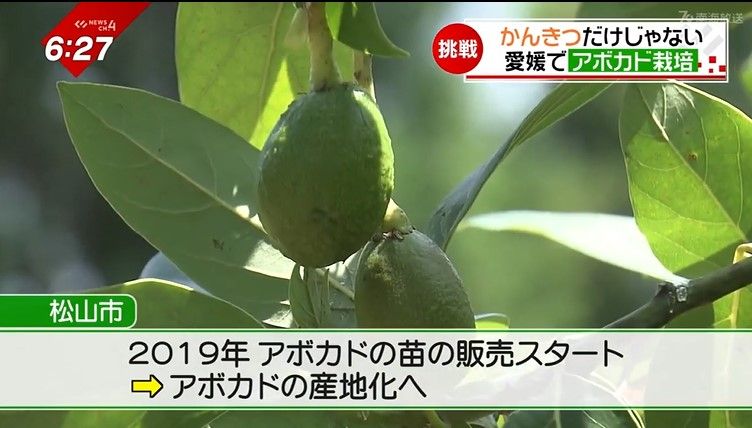 「まつやま農林水産物ブランド」に認定されたアボカド