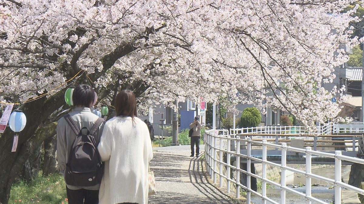 松山市の満開桜を探して…ロープウェイ駅舎では“愛媛の春”描写の「笑点」ふすま絵を公開