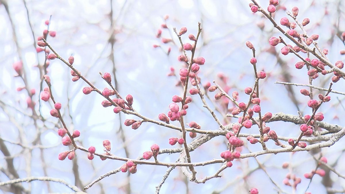 強い寒気で真冬並みの寒さ 梅の花にも影響…梅まつり準備進む砥部町では