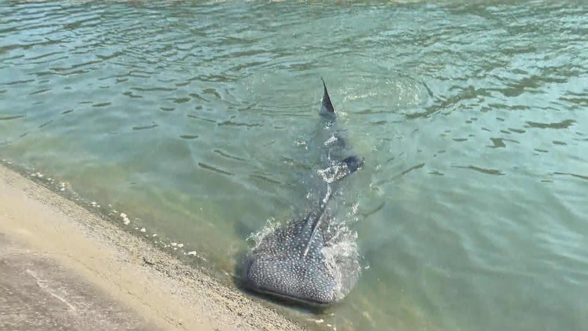 岩松川に現れたジンベエザメ死ぬ 海遊館が10月まで飼育の「海くん」と