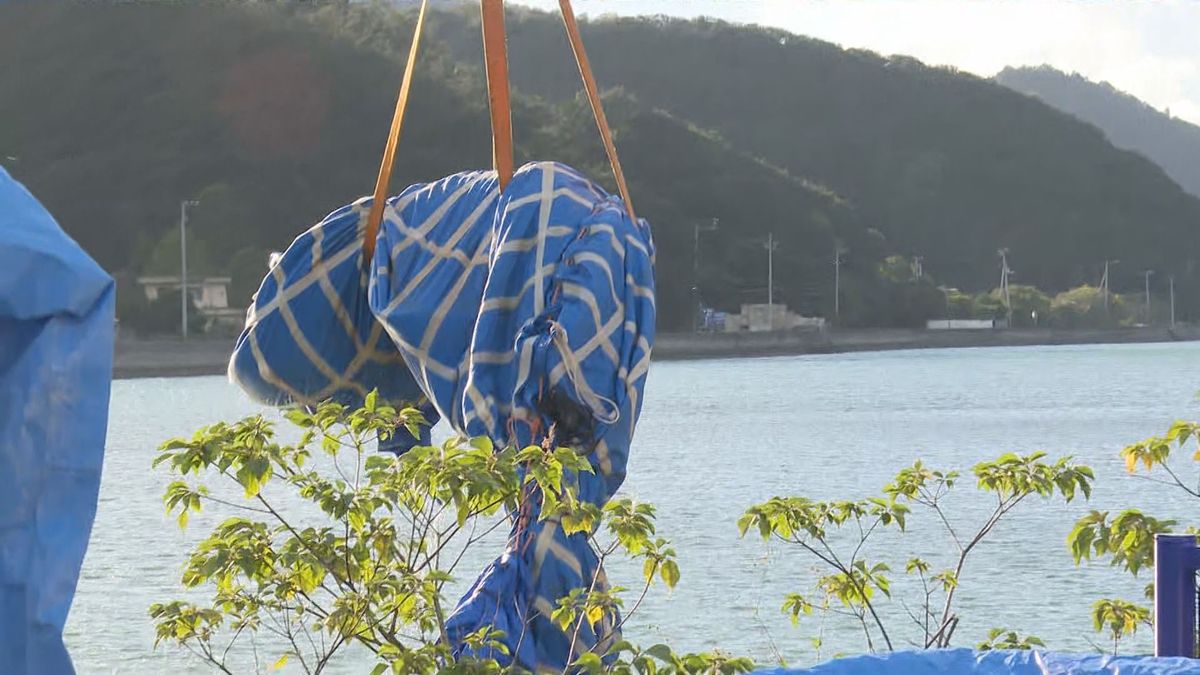 岩松川に現れたジンベエザメ死ぬ 海遊館が10月まで飼育の「海くん」と確認、回収される