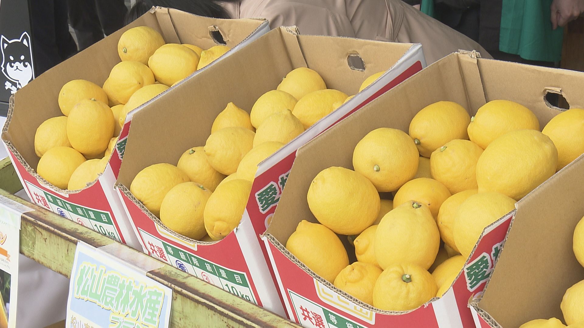 今が旬のまつやまブランド！瀬戸内で育った「興居島レモン」をPR【愛媛