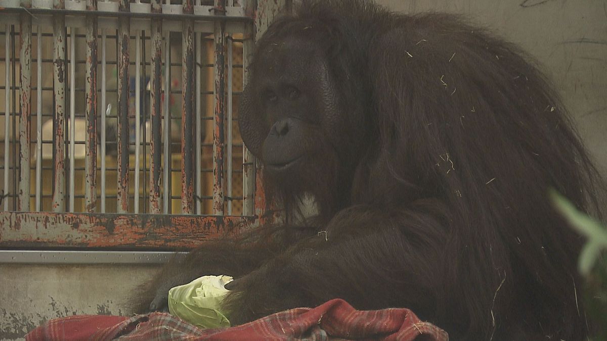 絶滅危惧種のオランウータン繁殖目指し…とべ動物園がインドネシアからメスの“ジェニファー”を迎え入れへ
