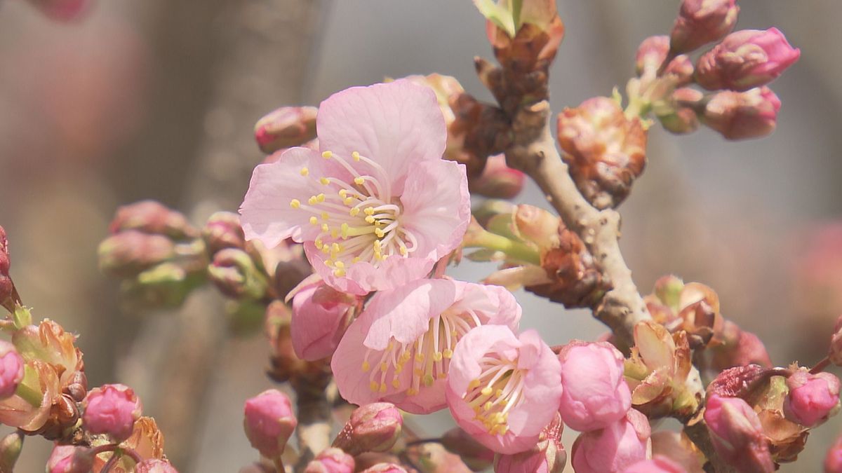 四国地方で春一番 4月並みの暖かさに 椿神社で早咲きの桜が開花【愛媛】