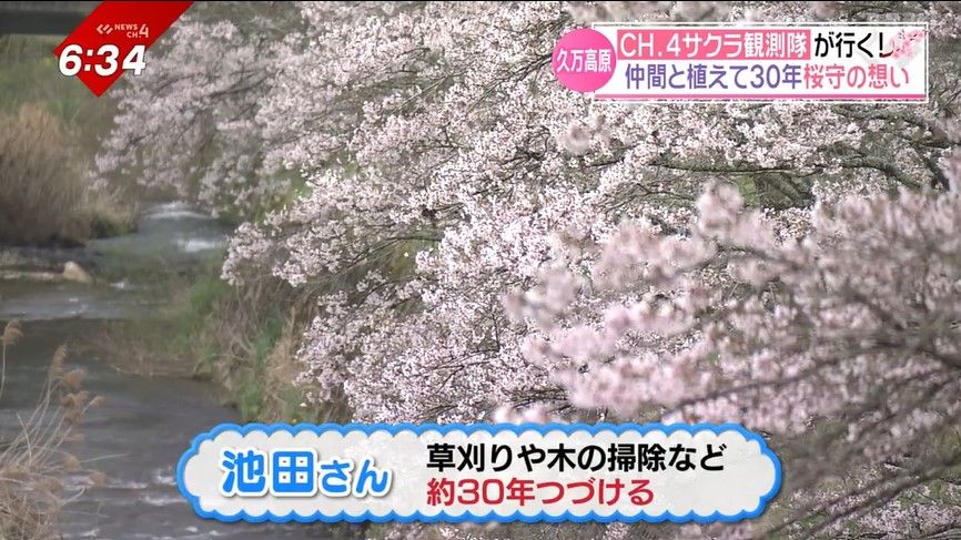池田さんは30年前に植えた桜の手入れを続けている