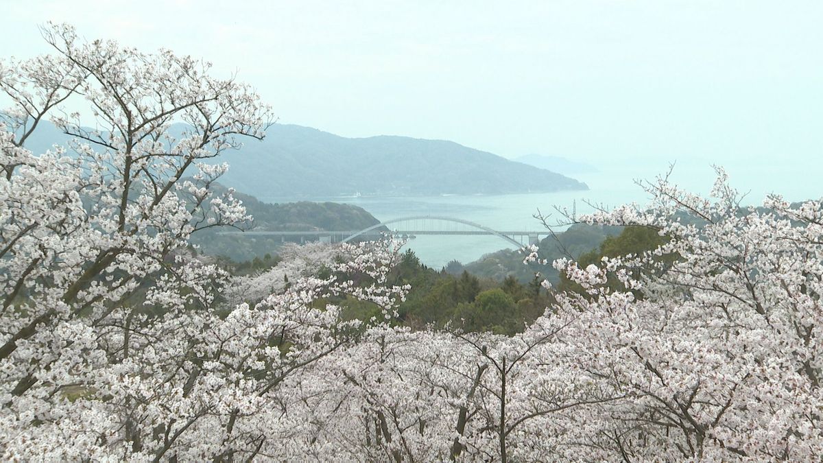 瀬戸内海の絶景臨む展望台に…静かな山里彩る穴場スポット！愛媛県で今が見ごろのサクラ名所