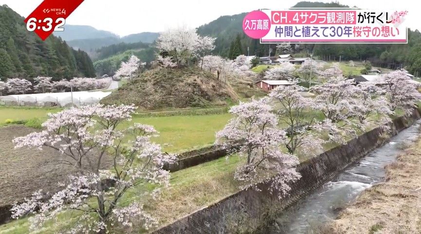 一帯に約100本の桜が植えられている