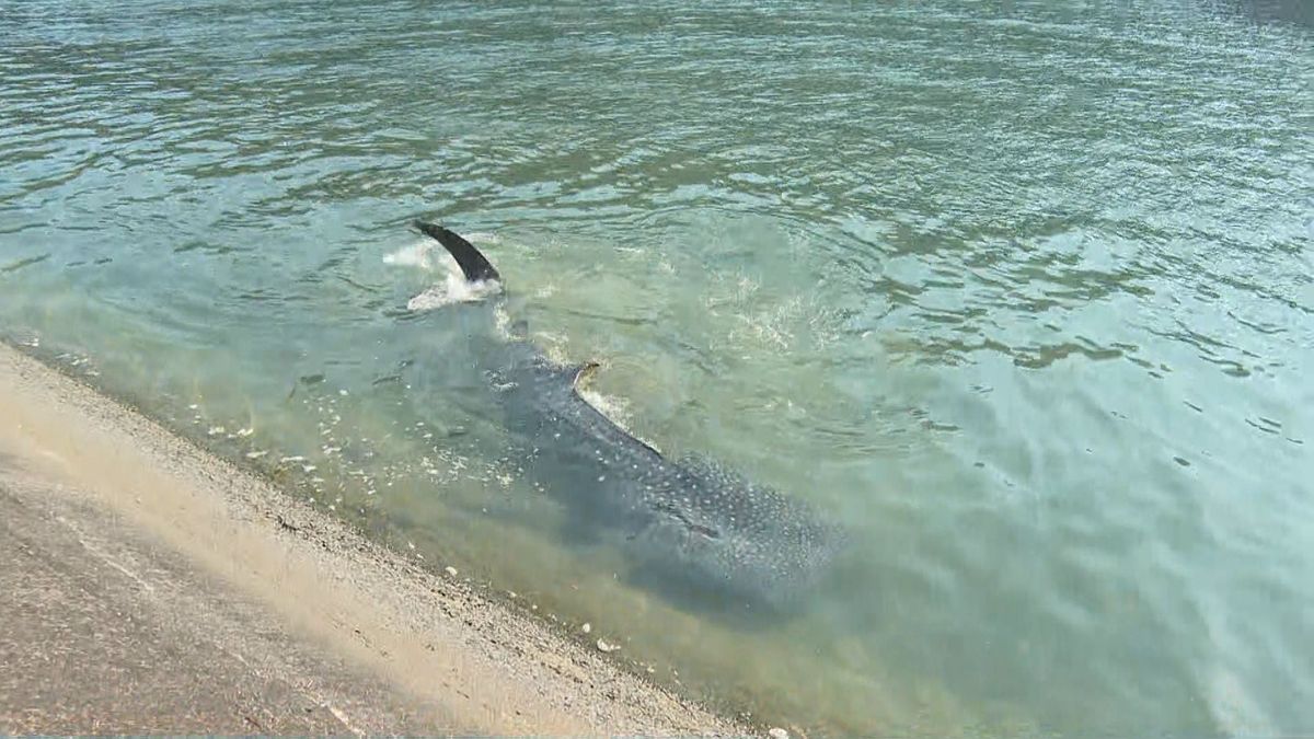 【速報】岩松川に現れたジンベエザメ死ぬ 10月まで海遊館で飼育の「海くん」と判明