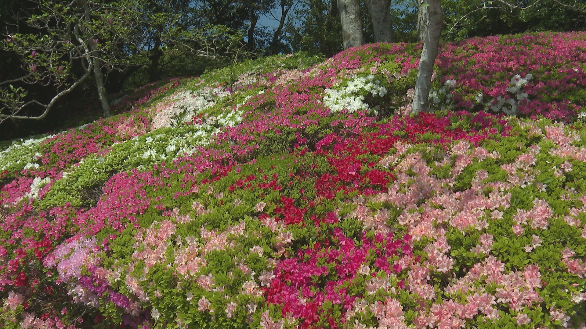 まるで「花のカーペット」宇和島市の南楽園でツツジの花が見頃（2025年