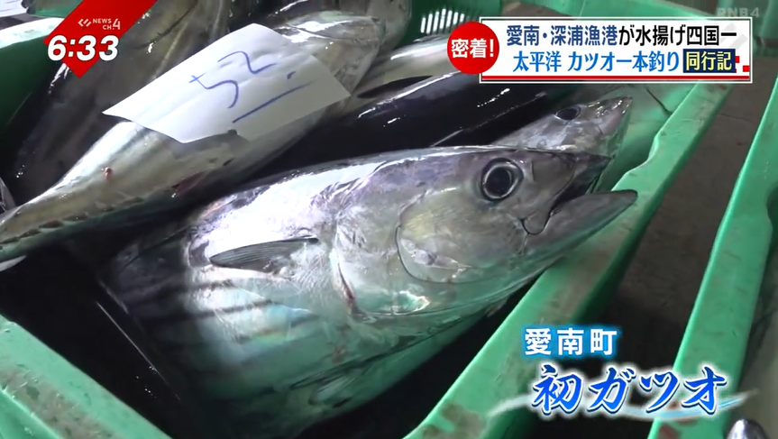 3ページ目 四国一のカツオの町へ 荒波の太平洋で「初ガツオ」が宙を