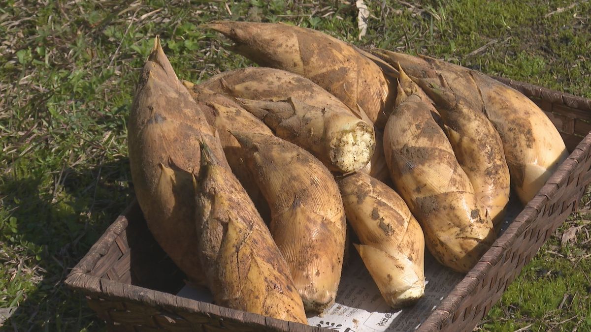 味覚で感じる春の訪れ 宇和島市で早掘りタケノコの収穫始まる【愛媛】