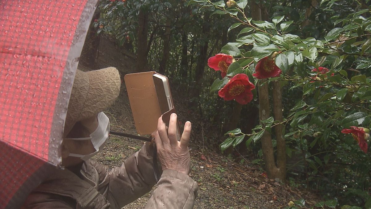 2キロのコースに約50種類 “松山市の花”ツバキに親しんで 「道後温泉つばき巡りウォーク」