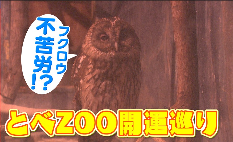 縁起が良い動物たちに…今年イチオシのニューフェイスにも出会える